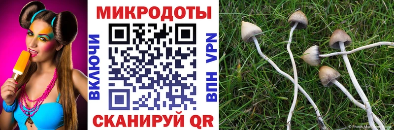 Псилоцибиновые грибы Psilocybe Новое Девяткино